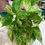 Thumbnail: Pothos Marble Queen