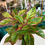 Thumbnail: Aglaonema Siam Aurora