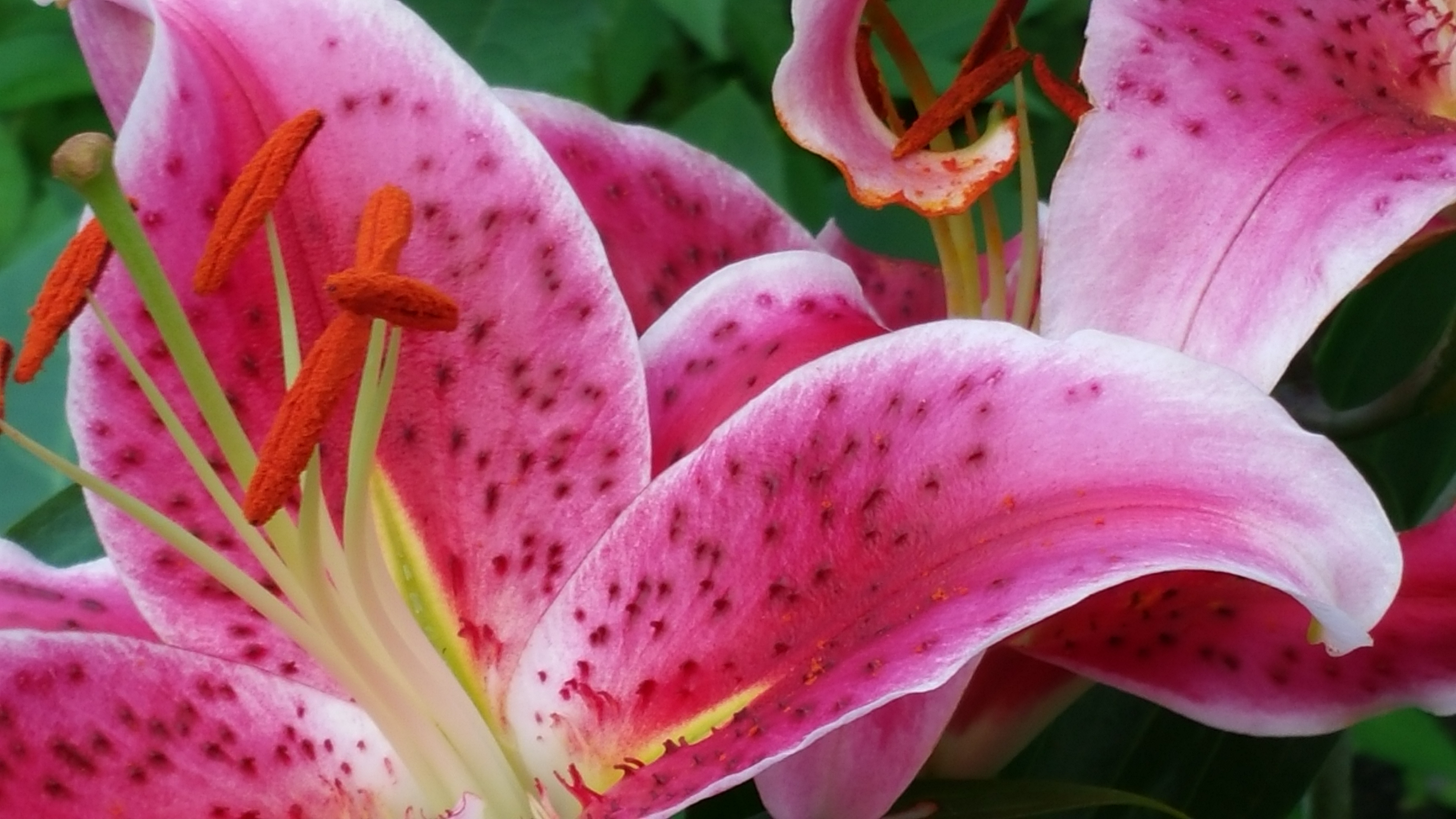 Hannah's Flower Photography