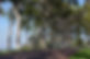 GWW_eucalypt_woodland_Esalmonophloia_Pro