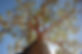GWW_eucalypt_woodland_Esalmonophloia_Pro