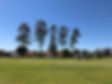 GWW_eucalypt_woodland_Esalmonophloia_Pro