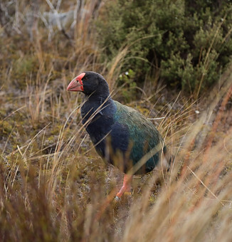 Takahē (Heaphy Track).jpg