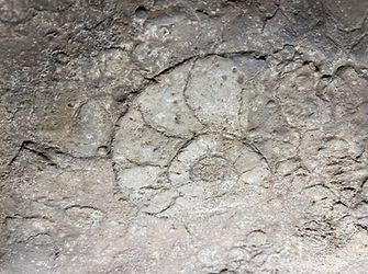 Fossile d'ammonite dans grotte de Peyroche, Ardèche