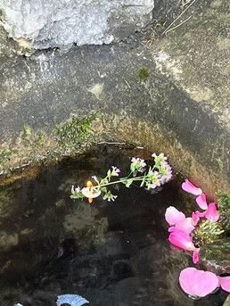 Rosenblätter und Blüten beim Schnitterinnenfest 2024B