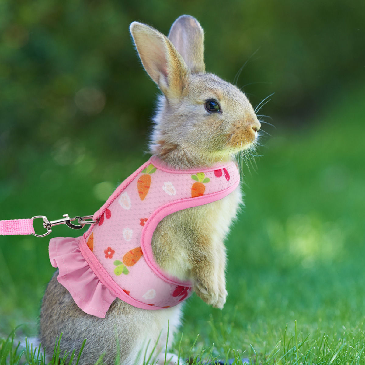 A pet universal rabbit chest strap set with cute radish print outdoor traction r