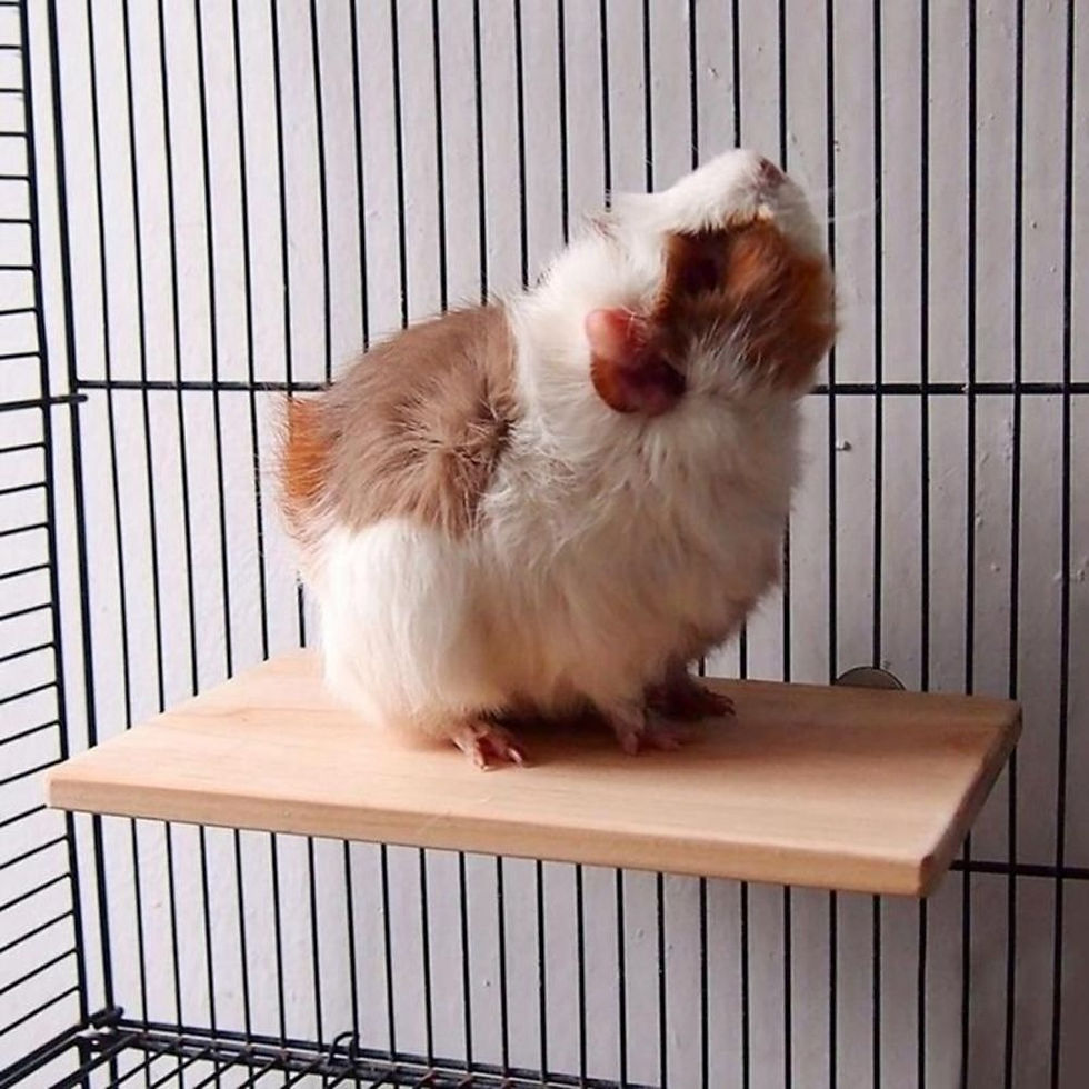 Thumbnail: Pet Wood Stand Platform Bird Toys Parrot Rack Hamster Accessories Gerbils Mice J