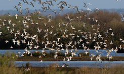 Agenda-d-automne-de-la-Reserve-Ornithologique-du-Teich_articleimage.jpg