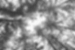 141060561_245194073685136_66946369064774