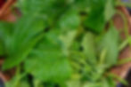 Basket of fresh Ugu (Fluted Pumpkin Leaves) with long stems, shown in a close-up with a natural woven background.