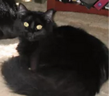 Sophie-Cat.webp