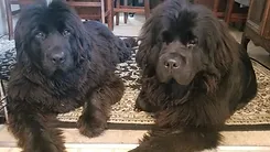 Gryff-and-Zoey.webp