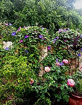garden-vines