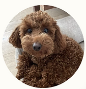 Schermafbeelding 2024-08-31 185905.png