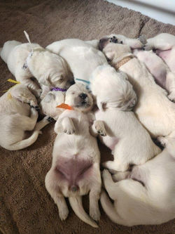 Meiko pups