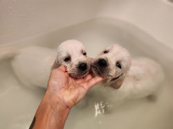 They think it's a jacuzzi! They LOVE it!