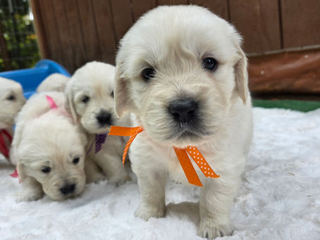 Noni's LITTLES - 4 wks old and MORE PUPS ON THE WAY!