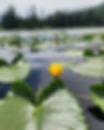 ree