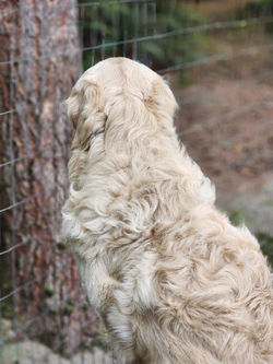 Such a curly coat of this boy