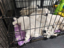 Crate training going great!