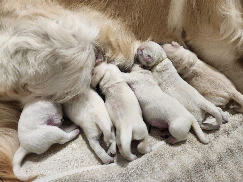 3 litters of pups is hopefully on the horizon