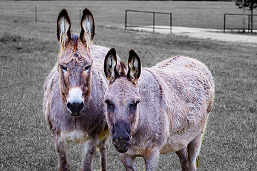 Donkey