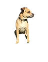 A cute little dog.