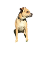 A cute little dog.
