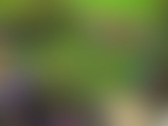 El Jacarandá es ESTELA