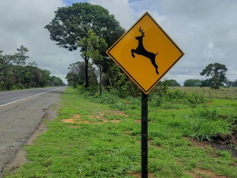 Animais na pista, risco para todos