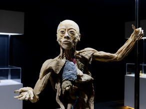 ExposiçãoHuman Bodies – Maravilhas do Corpo Humano” é prorrogada até 15 de março