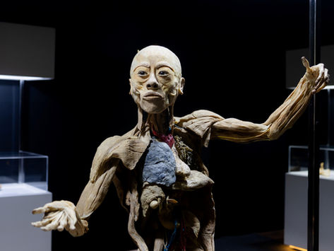 ExposiçãoHuman Bodies – Maravilhas do Corpo Humano” é prorrogada até 15 de março