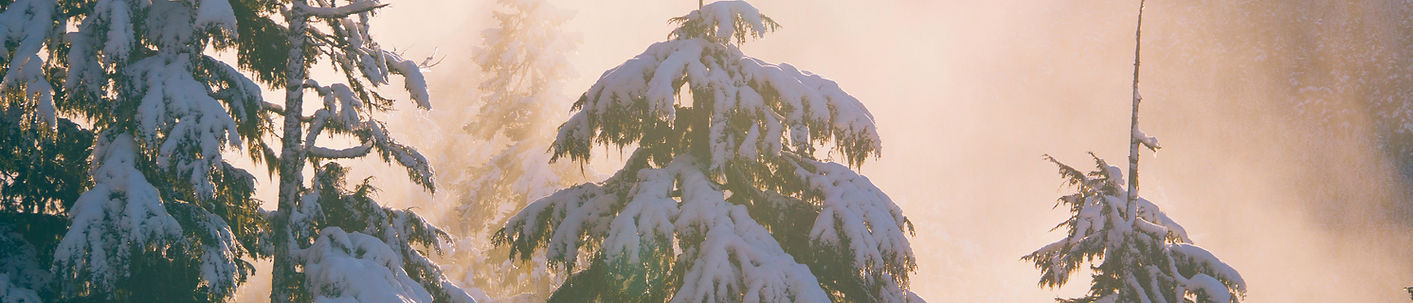 Snowy Pine Trees_edited.jpg