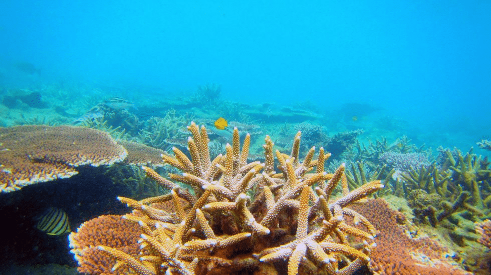 Thumbnail: Snorkeling Trip