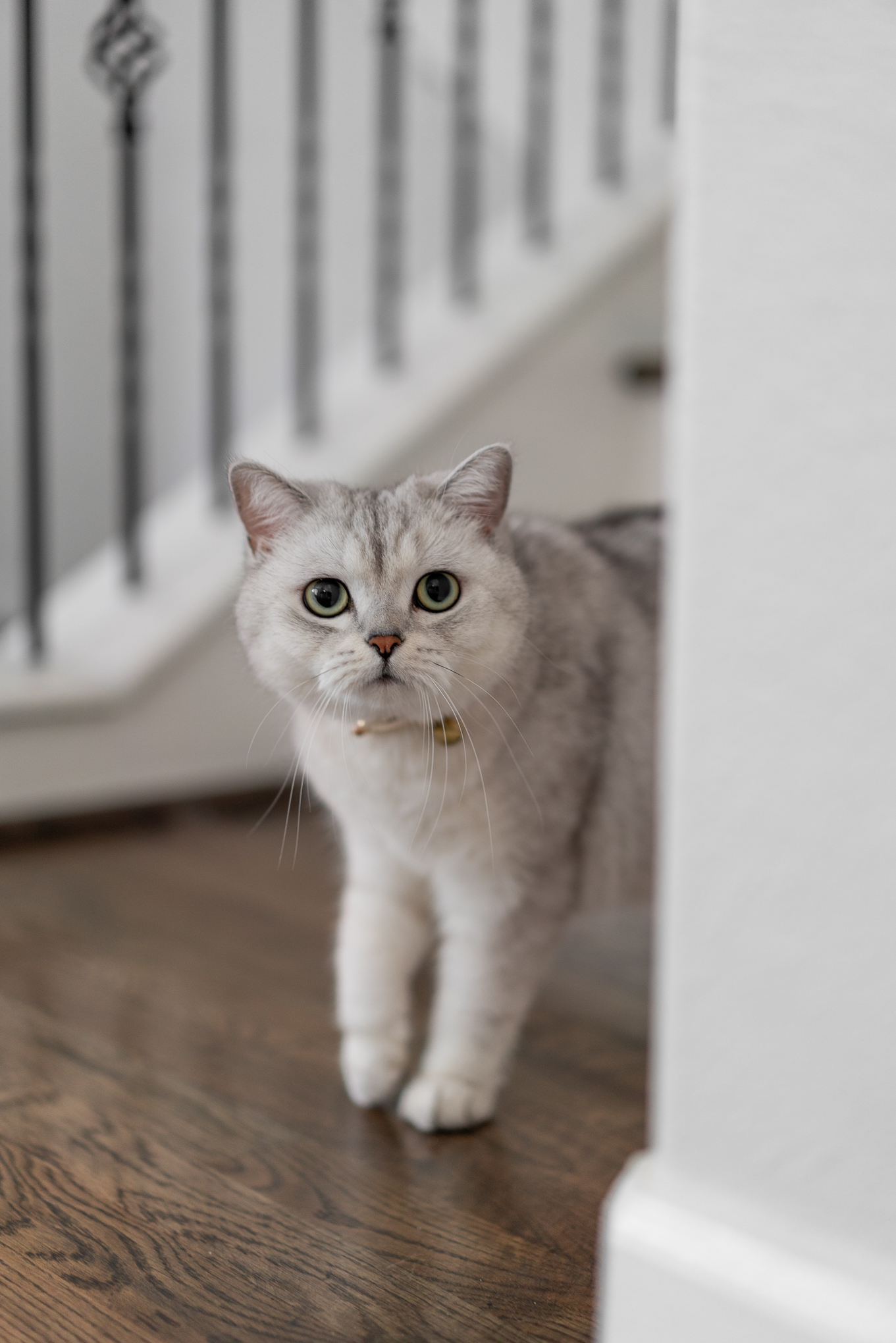 Bomar Residence image 12