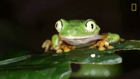 tree frog rainforest GIF by Nat Geo Wild.gif