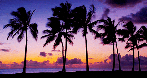 Palm Trees Vintage GIF.gif