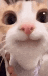 cat gif.gif