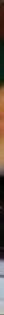 duck running gif.jpeg