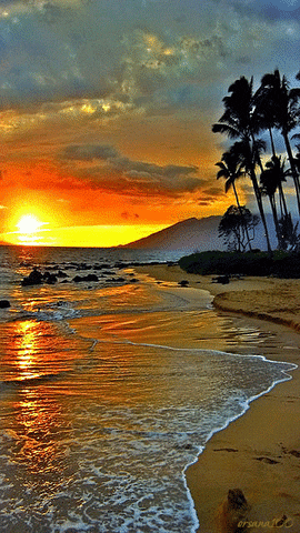 paradise GIF.gif