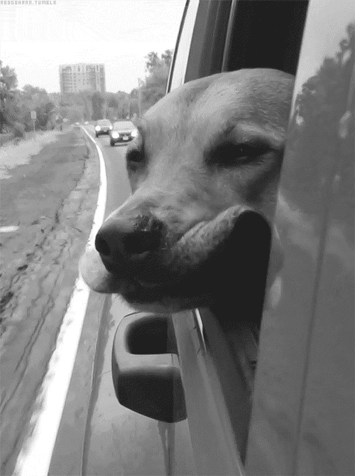 dog out window.gif