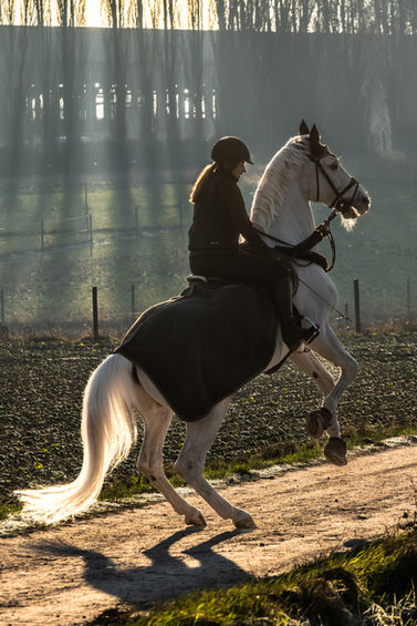 Fotoreportage met paard-12