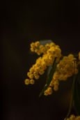 DSC_7258-1-2.jpg