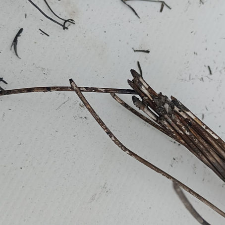 Infraestructura eléctrica e incendios forestales: consideraciones técnicas para la determinación del origen y causa