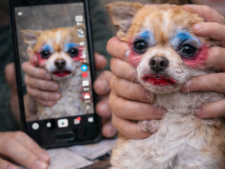 La tiranía del like: La banalización del maltrato animal y la fractura ética de la familia digital.