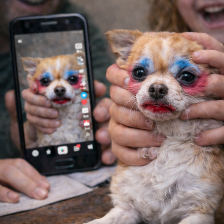 La tiranía del like: La banalización del maltrato animal y la fractura ética de la familia digital.