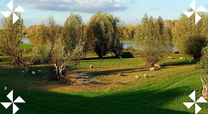 Wiese_Weiden.jpg
