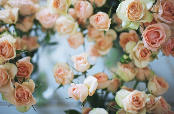 Datos curiosos sobre las rosas