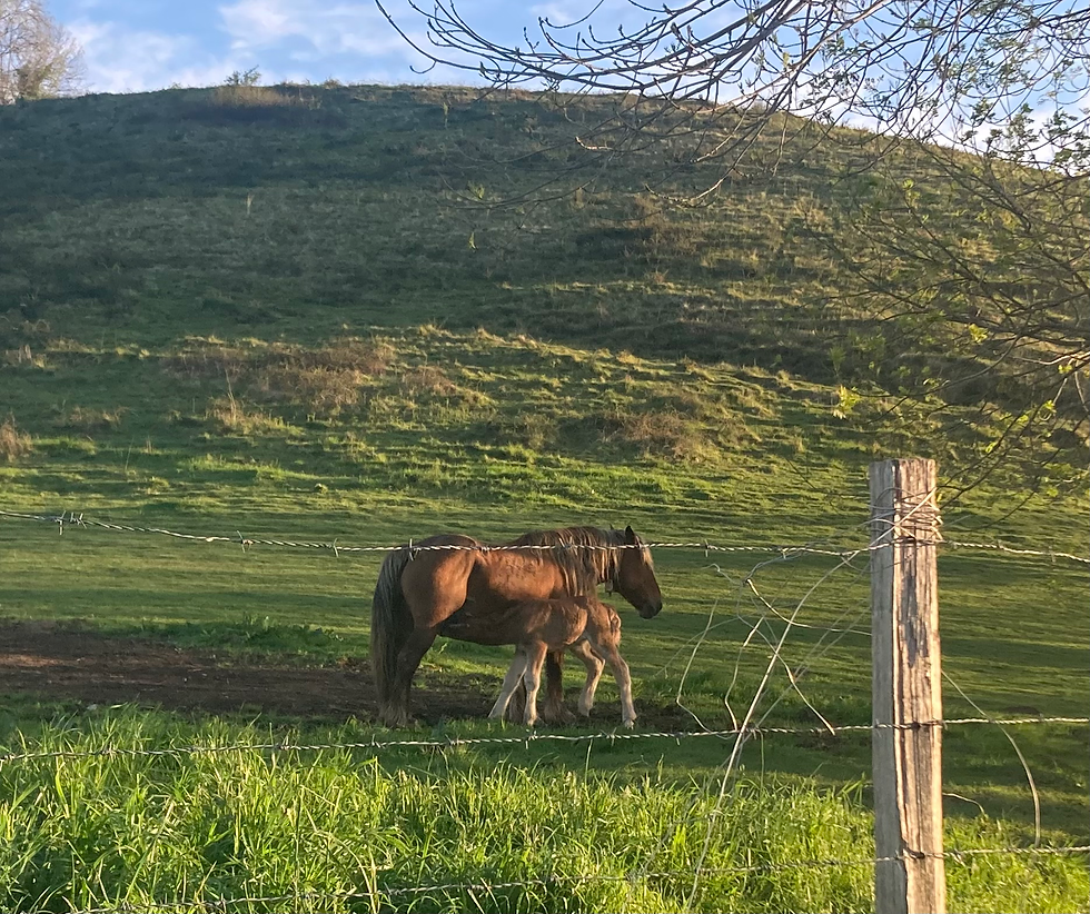 A baby and his momma horse