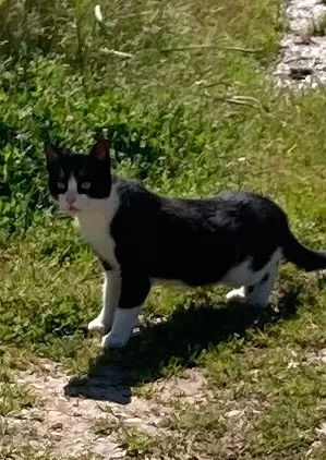 A kitten crossing the road following his mother